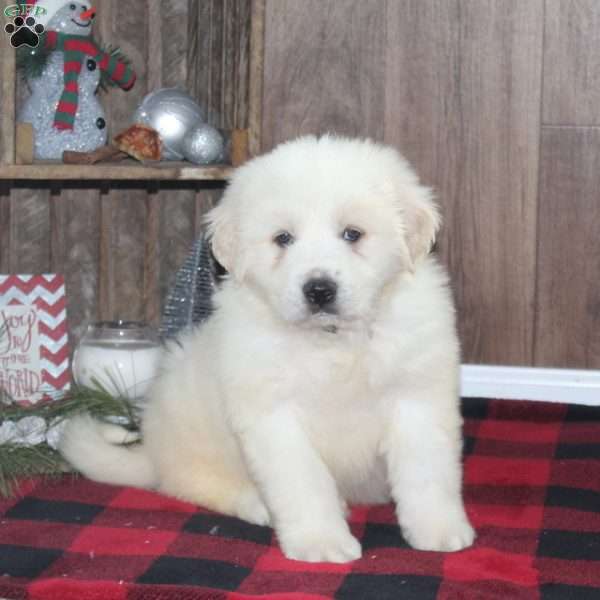 Rover, Great Pyrenees Puppy